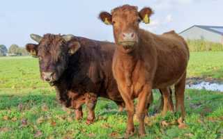 Особенности разведения сельскохозяйственных животных в условиях промышленной технологии и рыночной экономики