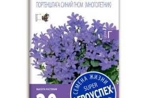 Колокольчик: описание и разновидности, выращивание из семян и посадка в открытый грунт, правила ухода и советы
