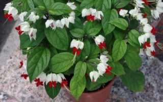 Клеродендрум: фото, уход в домашних условиях, размножение и правила посадки