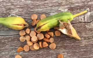 Ирисы — выращивание, уход, пересадка и размножение ирисов