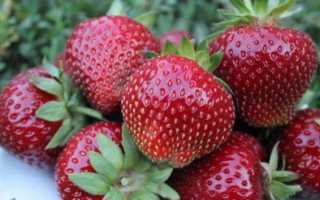 Клубника сорта для подмосковья отзывы. Лучшие сорта клубники для Подмосковья: как не ошибиться в выборе