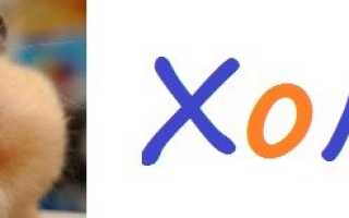 Мочекаменная болезнь грызунов: профилактика и лечение