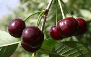 Какие сорта вишни лучше выращивать в Ленинградской области