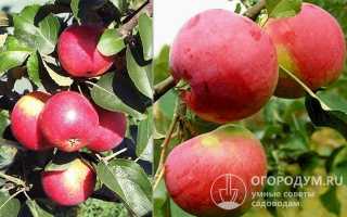 Яблоня Шафран — описание сорта одного из лучших универсальных видов культуры