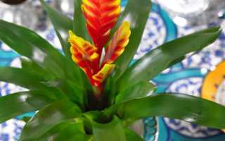 Бромелиевые растения: обзор, особенности, уход и требования