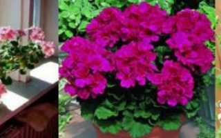 Комнатная герань в доме: польза и вред для здоровья