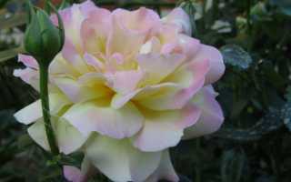 Gloria Dei — знаменитая ярко-желтая чайно-гибридная роза от французской компании Meilland