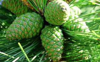Что представляет собой шишка хвойных растений