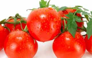 Томаты в пелёнках: экономим место на окне и повышаем засухоустойчивость рассады