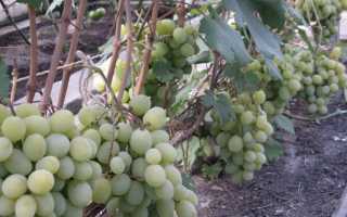 Виноград Кеша: популярный столовый сорт, особенности посадки и выращивания