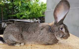 Можно ли давать мяту крольчатам и кроликам: как правильно и в каких количествах