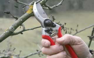 Груша «Золотоворотская»: описание сорта и особенности агротехники