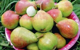 Груша ларинская описание. Один из лучших уральских сортов — груша Ларинская