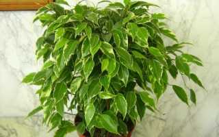 Как пересадить фикус в домашних условиях пошагово, в другой горшок, после покупки