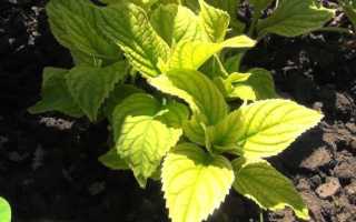 У гортензии желтеют листья: что делать, причины, чем подкормить