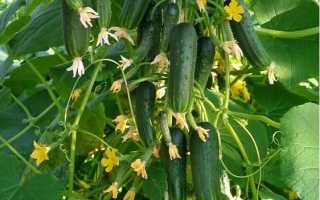 Описание и характеристика сорта огурцов Балконный f1: посадка и уход