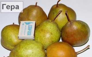 Груша Гера: особенности выращивания