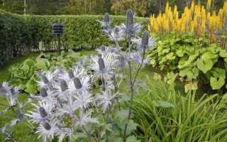 Синеголовник приморский: свойства, польза и противопоказания