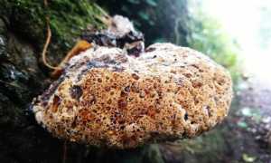 Как применять гриб трутовик лиственничный для похудения?