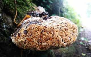 Как применять гриб трутовик лиственничный для похудения?