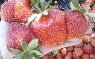 Клубника сорта «Маршал»: описание и советы по выращиванию