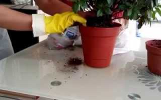 Почему опадают листья у азалии в домашних условиях