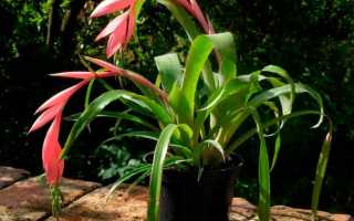 Цветок Бильбергия: правила выращивания и уход в домашних условиях