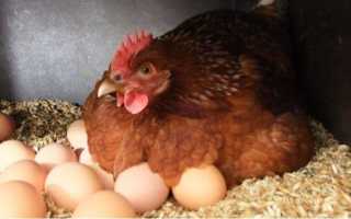Особенности линьки у кур несушек