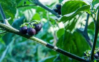 50 фото разных видов паслена черного, ? названия, описания, как отличить