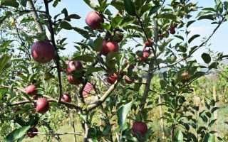 Сорт Подарок Графскому (яблоня): описание, характеристика плодов