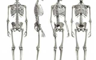 Особенности анатомического строения животных различных видов