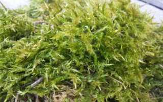 Мох сфагнум (сфагновый, болотный, белый): свойства, применение в медицине, цветоводстве, когда, как лучше собирать в лесу