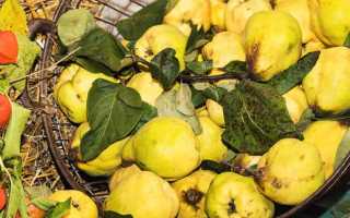 Чай с айвой полезные свойства