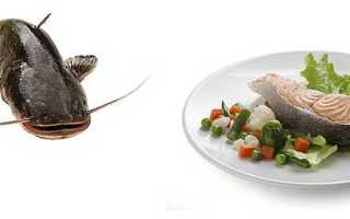 Рыба сом — состав и свойства. Калорийность и польза сома