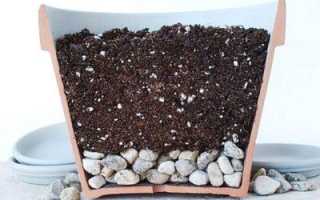 Всё о красном спатифиллуме: внешний вид, сорта и пошаговая инструкция по уходу за растением