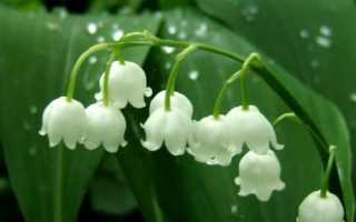 Ландыш майский — опасные ягоды нежного цветка