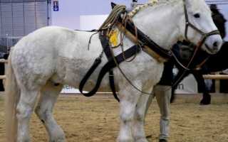 Могучие и прекрасные: знакомимся с тяжеловозами