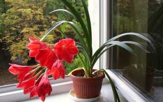 Комнатный цветок валлота: уход в домашних условиях