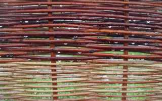 Ель обыкновенная Акрокона — хвойное дерево с красными шишками