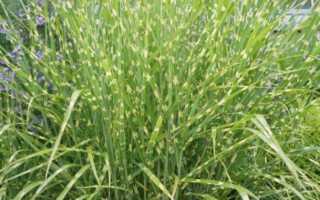 Мискантус зебрина посадка и уход в открытом грунте