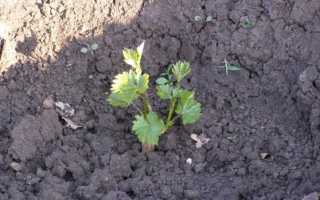 Характеристики винограда Богатяновский, технология выращивания