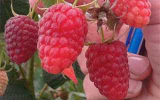 Малина Рубиновое ожерелье: описание сорт + видео