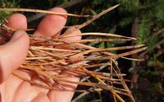 У ели желтеют иголки. Что делать в этом случае?