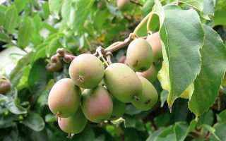 Урожайность и особенности плодов Актинидии аргута и пурпурной в северо-восточной Польше