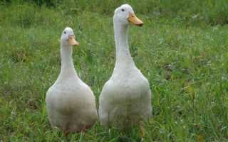 Домашняя утка и ее разведение