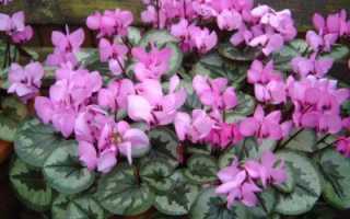 Цикламен плющелистный (Cyclamen hederifolium) «Amazeme» (white) raw 250 шт.