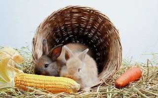 Можно ли кроликам кукурузу: разные виды корма из кукурузы