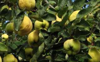 Айва дерево посадка и уход в подмосковье