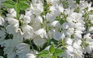 Жасмин садовый (чубушник) Mont Blanc (Монблан): посадка и уход, фото