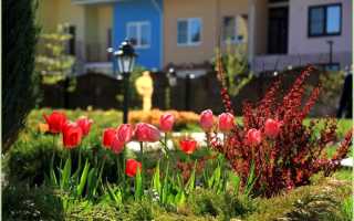 Клумбы для тюльпанов фото на даче своими руками